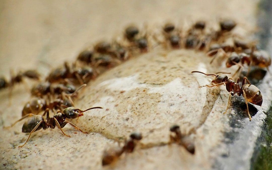 4 Ways to Prevent Pests at Home
