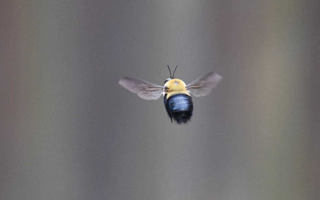 A Guide to Wood-Destroying Insects in Your Home