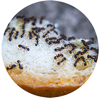 ants Ants