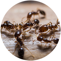 fire ants Ants