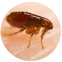 fleapng mosquito