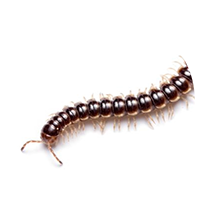 millepedepng Centipede