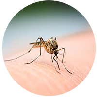 mosquitopng Commercial Property Ready for Inspection