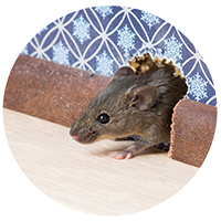 mouse png Commercial Property Ready for Inspection