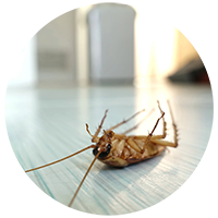 roach png Roaches