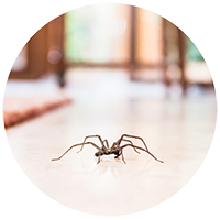 spiderpng Spiders