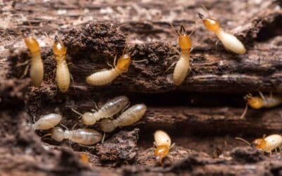 7 Reasons to Order a Pest Inspection Before Problems Take Over